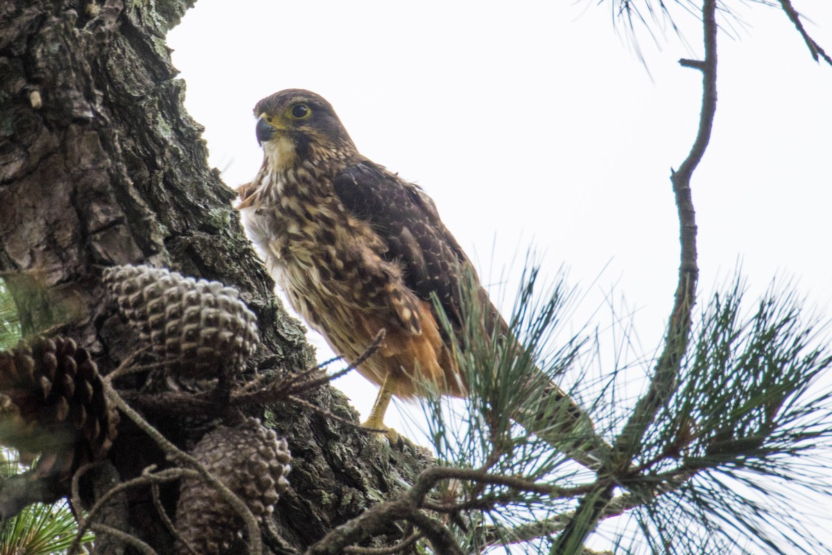 New Zealand Falcon - ML523516871