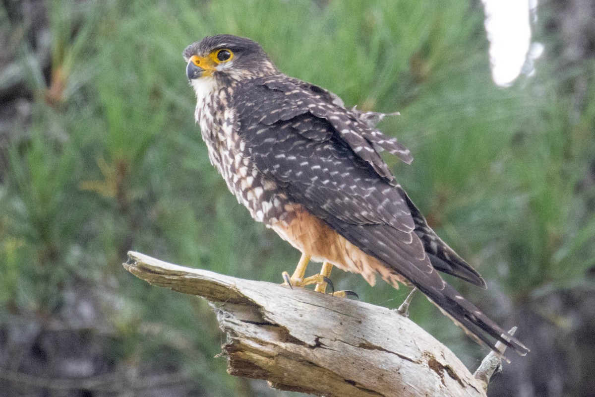 New Zealand Falcon - ML523516881