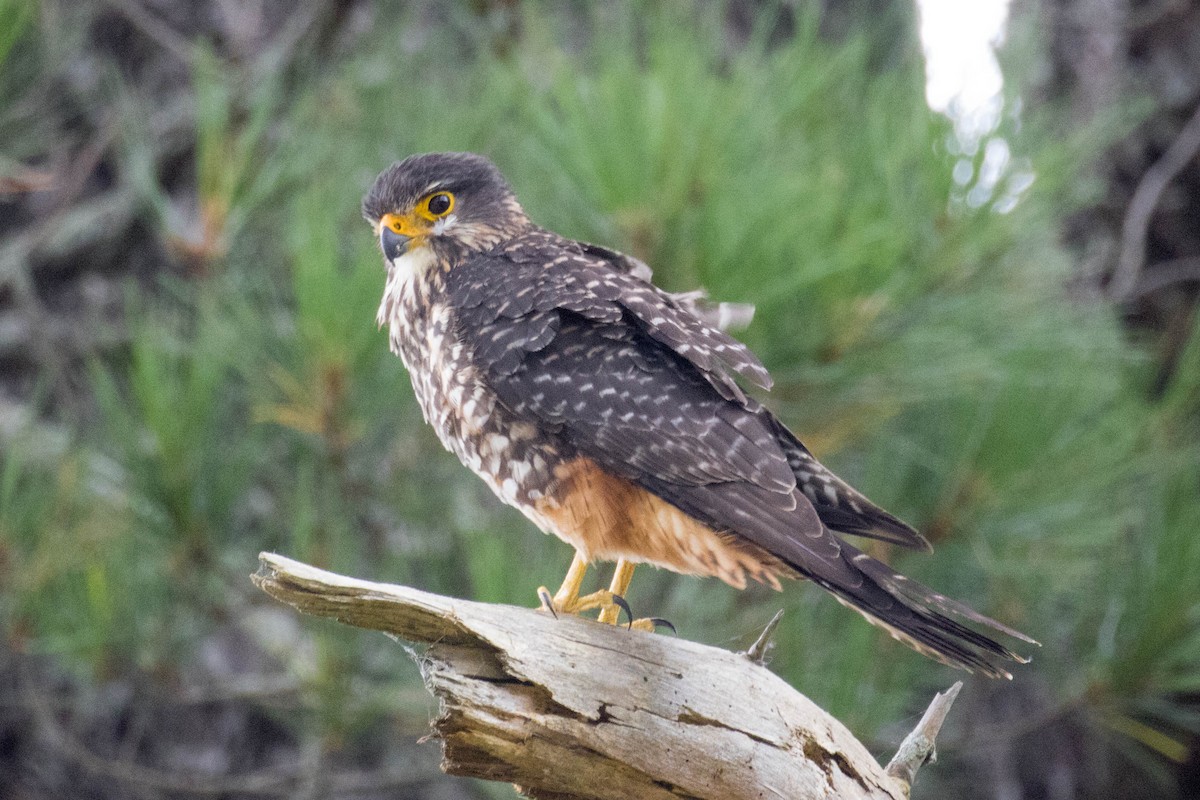 New Zealand Falcon - ML523516891