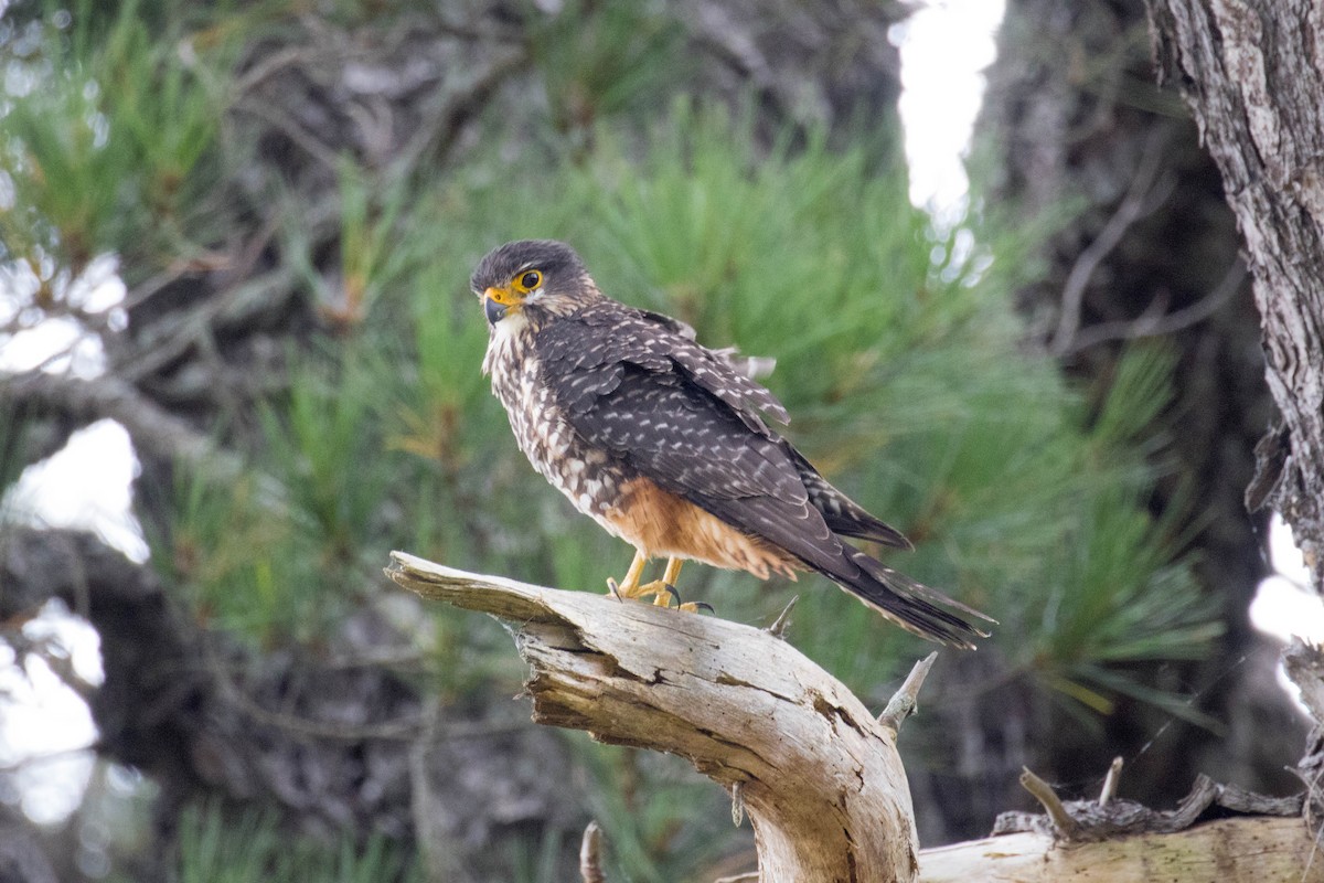 New Zealand Falcon - ML523516901