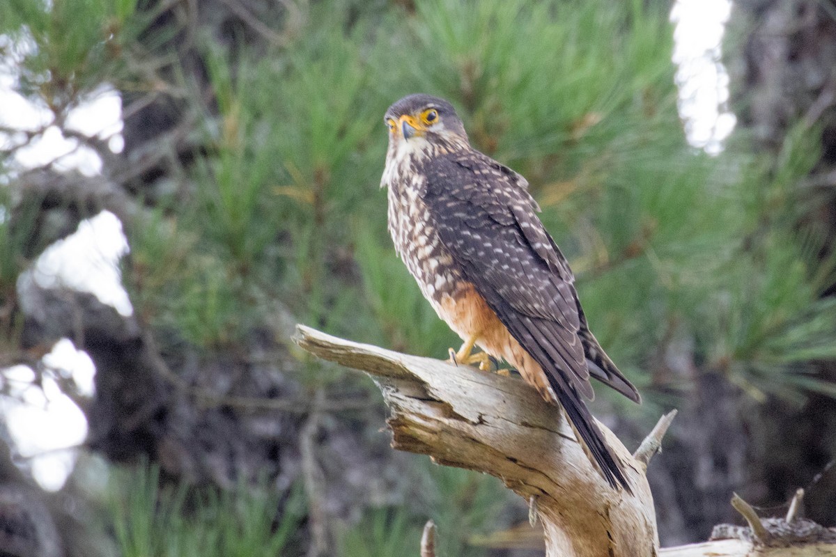 New Zealand Falcon - ML523516911