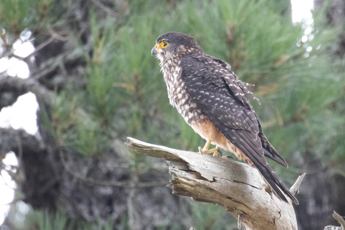 New Zealand Falcon - ML523516921
