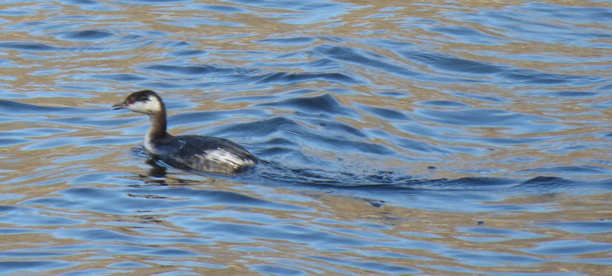 Horned Grebe - ML52351701