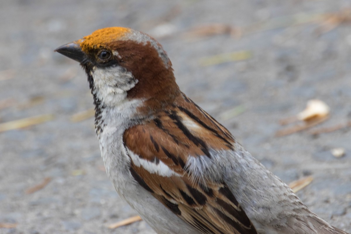 House Sparrow - ML523517181