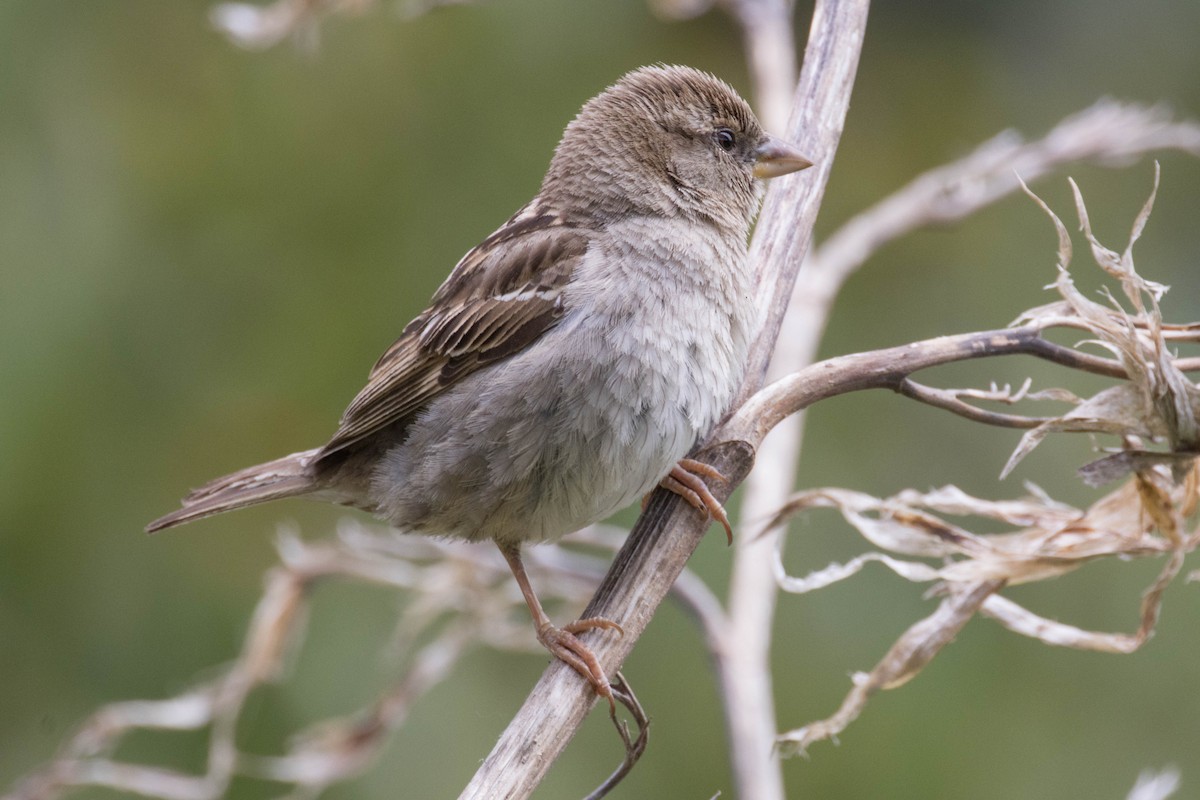 House Sparrow - ML523517201