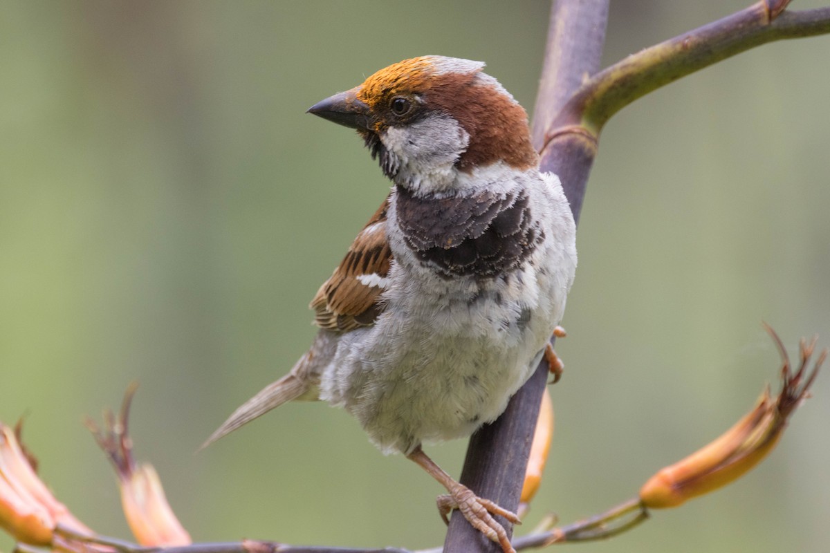 House Sparrow - ML523517231