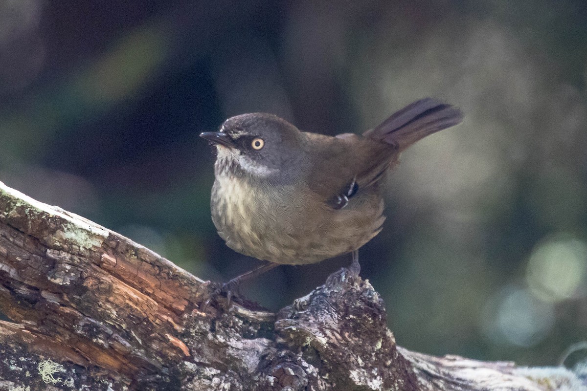 Tasmanian Scrubwren - ML523520071