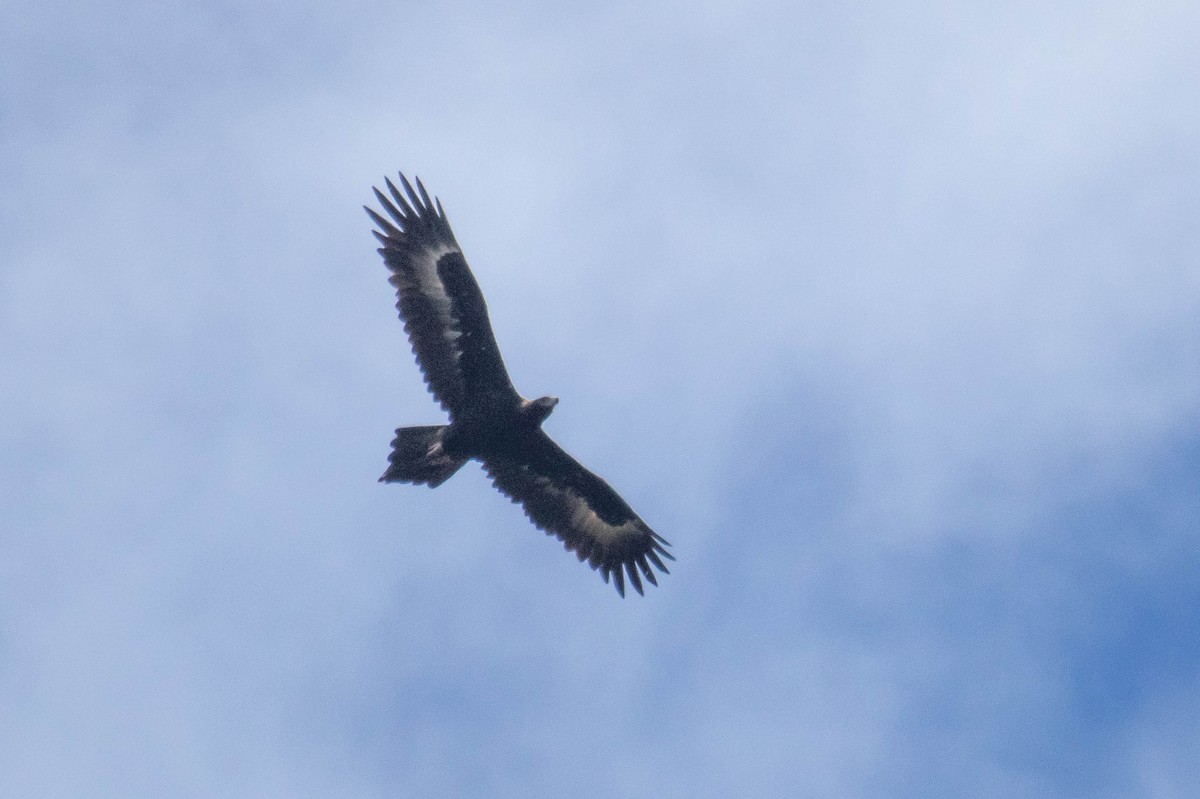 Águila Audaz - ML523520961