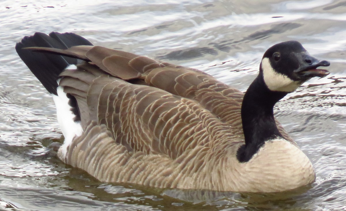 Canada Goose - ML52352101