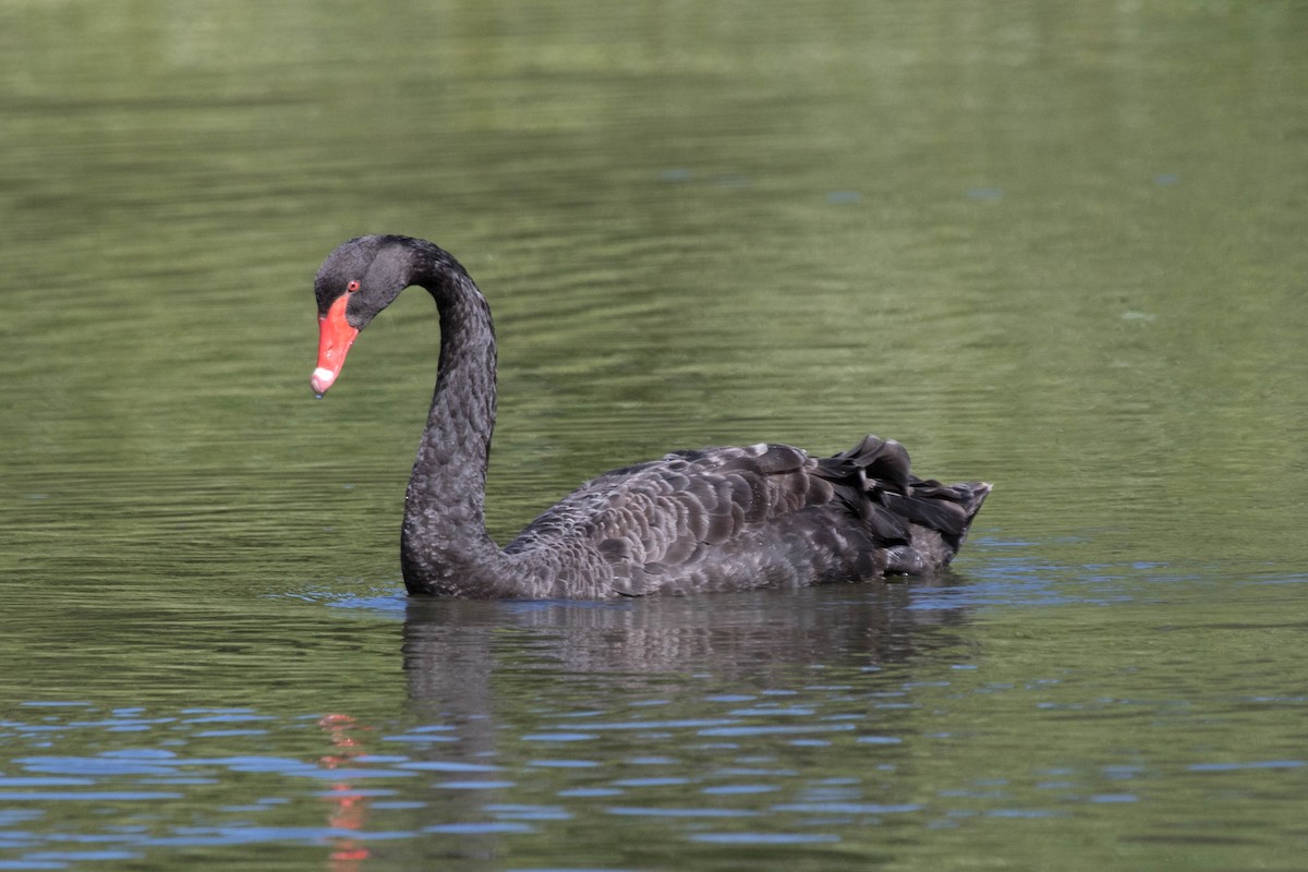 Black Swan - Michael Hooper