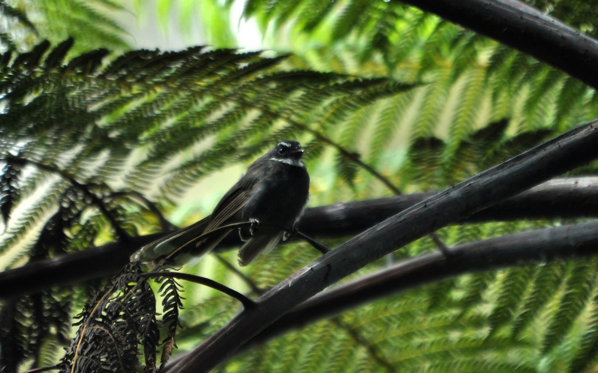 White-throated Fantail - ML523522391