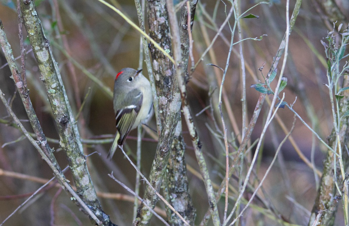 Ruby-crowned Kinglet - ML523523941