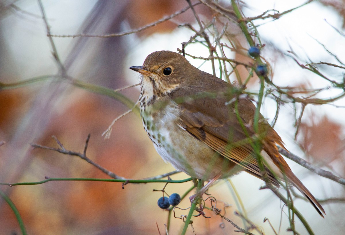 Hermit Thrush - ML523524051