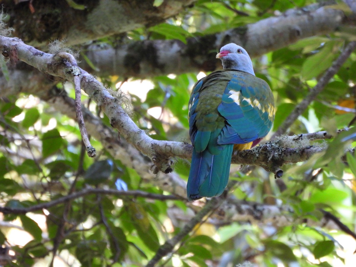 Wompoo Fruit-Dove - ML523524101