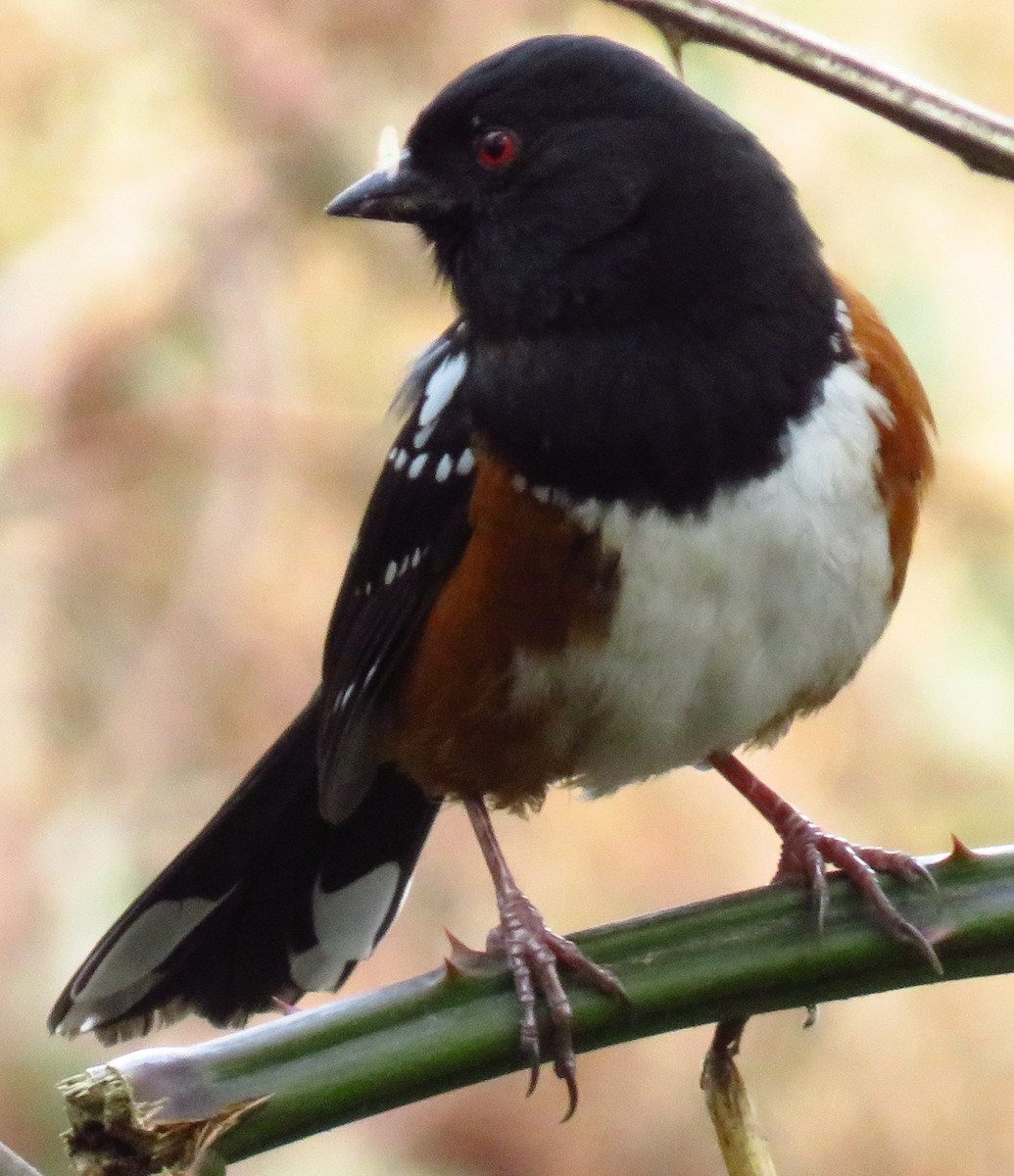 Spotted Towhee - ML52352471