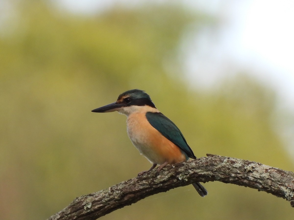 Sacred Kingfisher - ML523524831