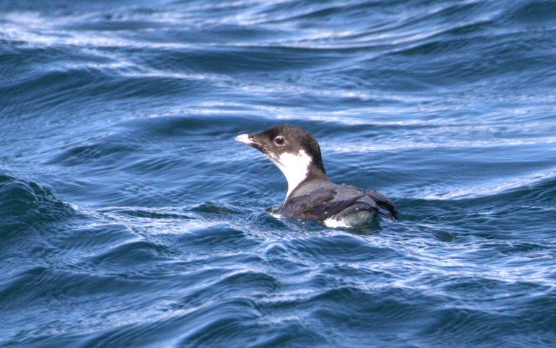 Ancient Murrelet - ML52352521