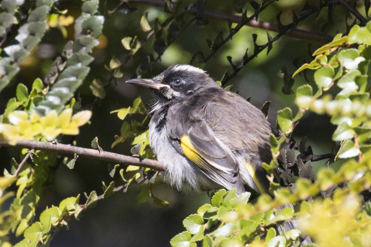 New Holland Honeyeater - ML523526091