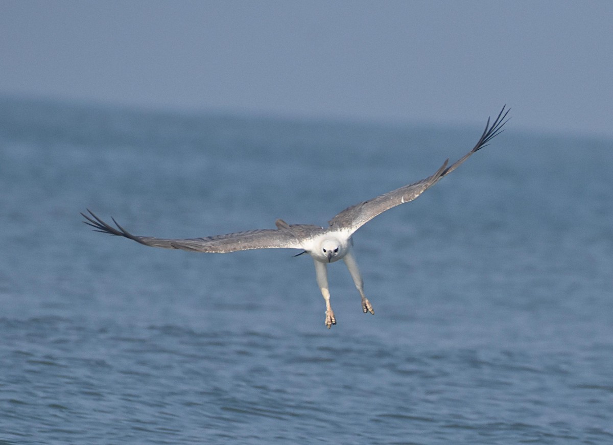 White-bellied Sea-Eagle - ML523528191