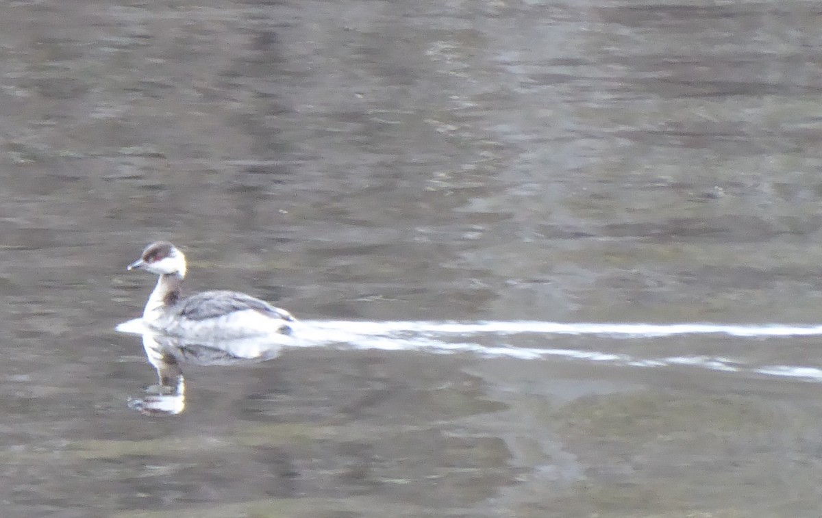 Horned Grebe - ML52352831