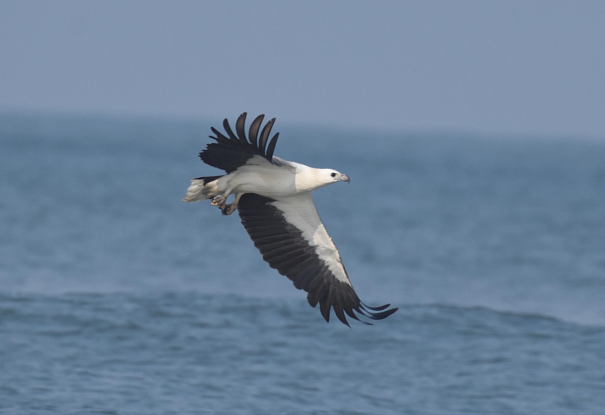 White-bellied Sea-Eagle - Ravi Kini