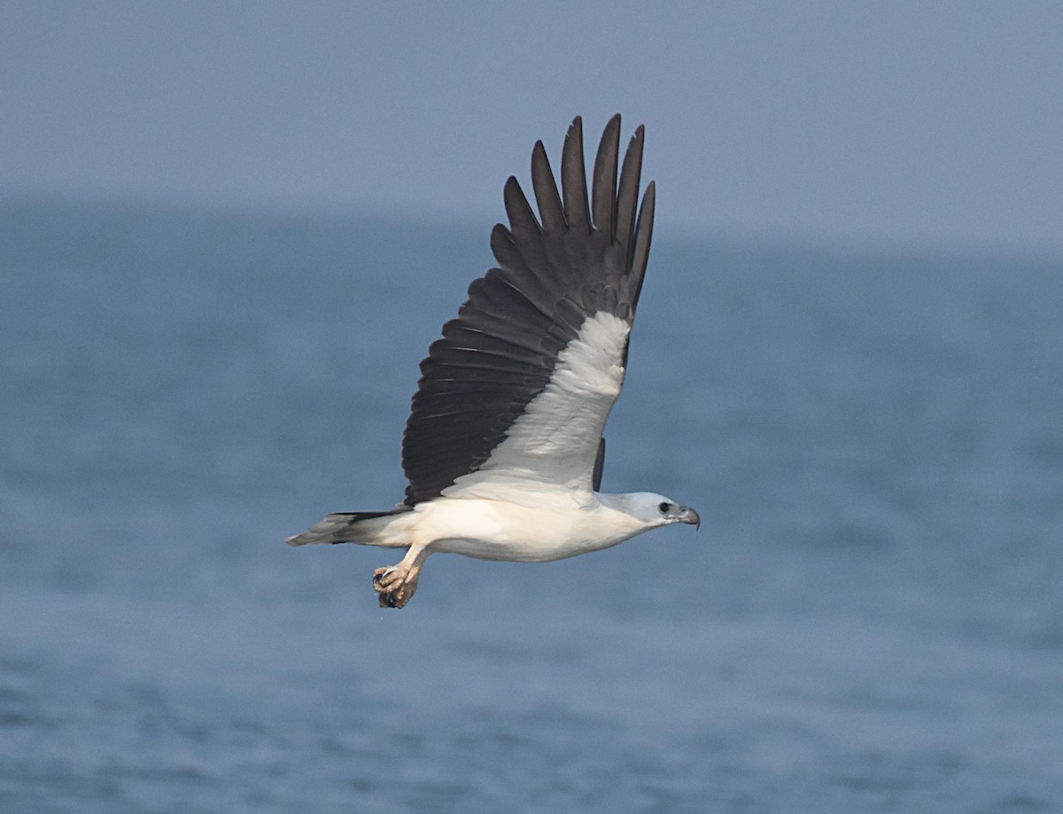 White-bellied Sea-Eagle - ML523528331