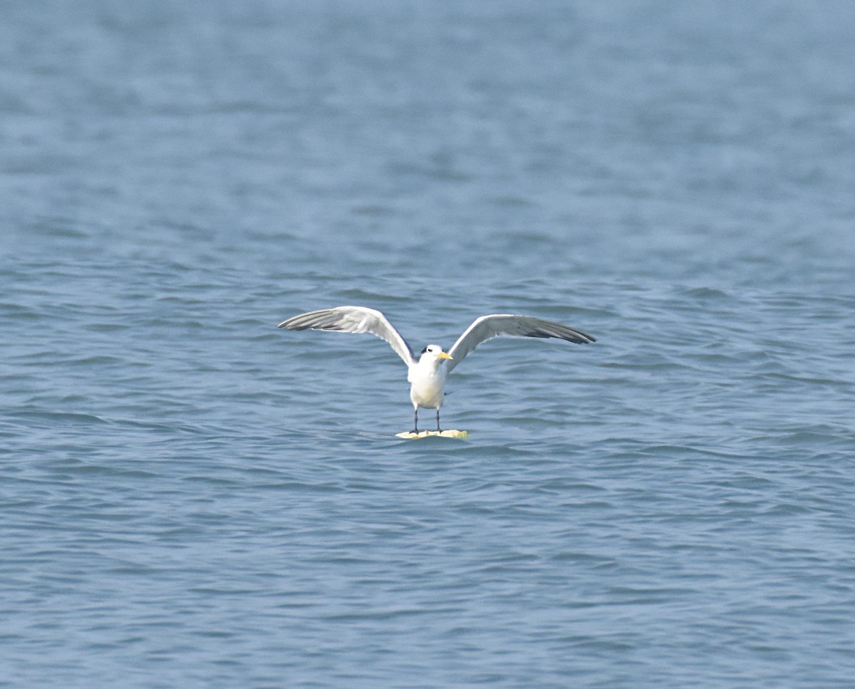 Great Crested Tern - ML523528551