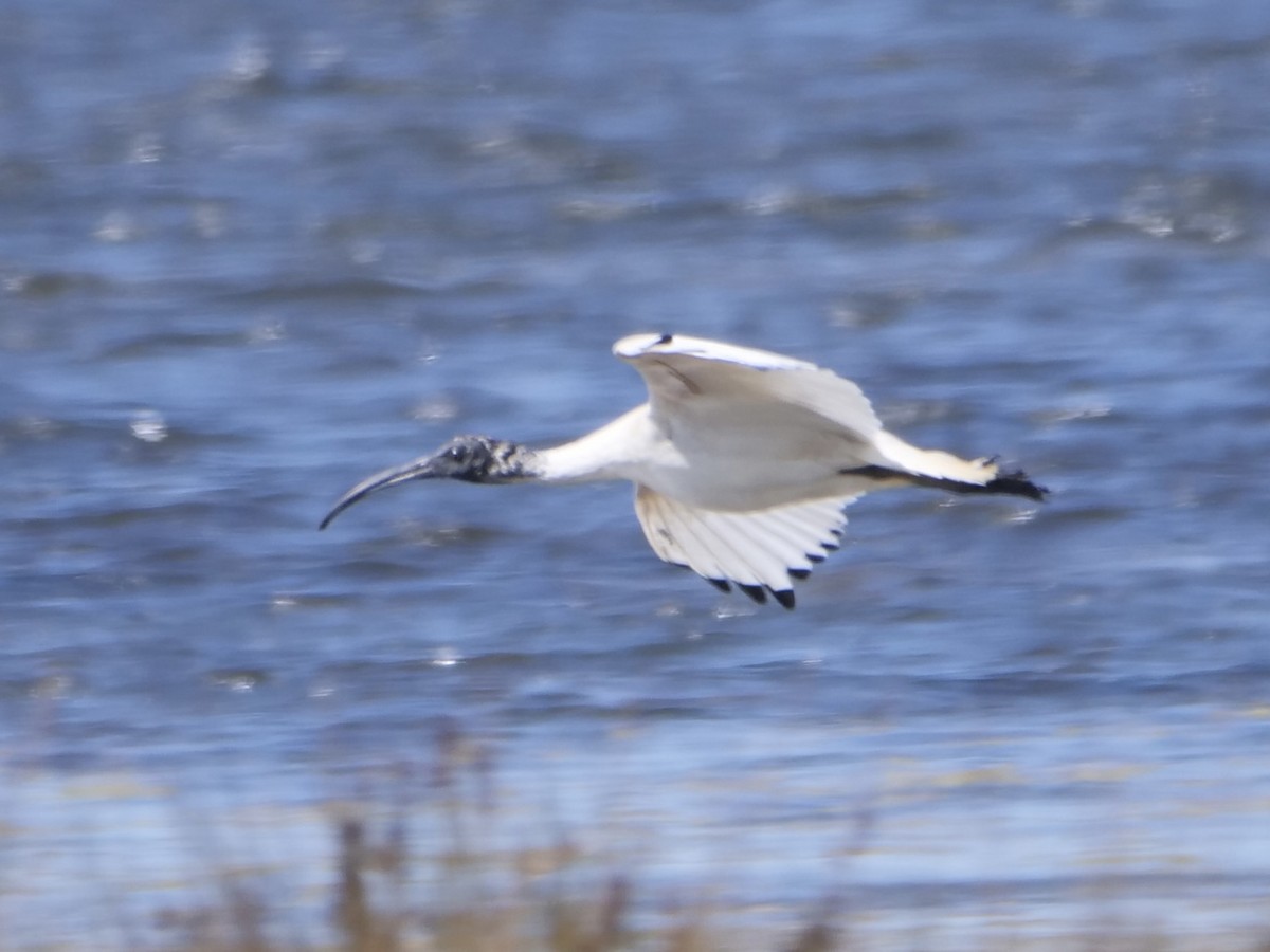 Australian Ibis - ML523528861