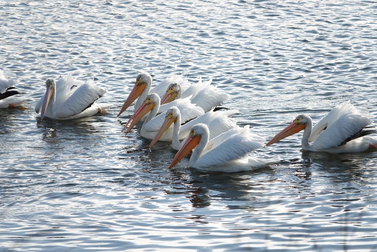 American White Pelican - deborah grimes