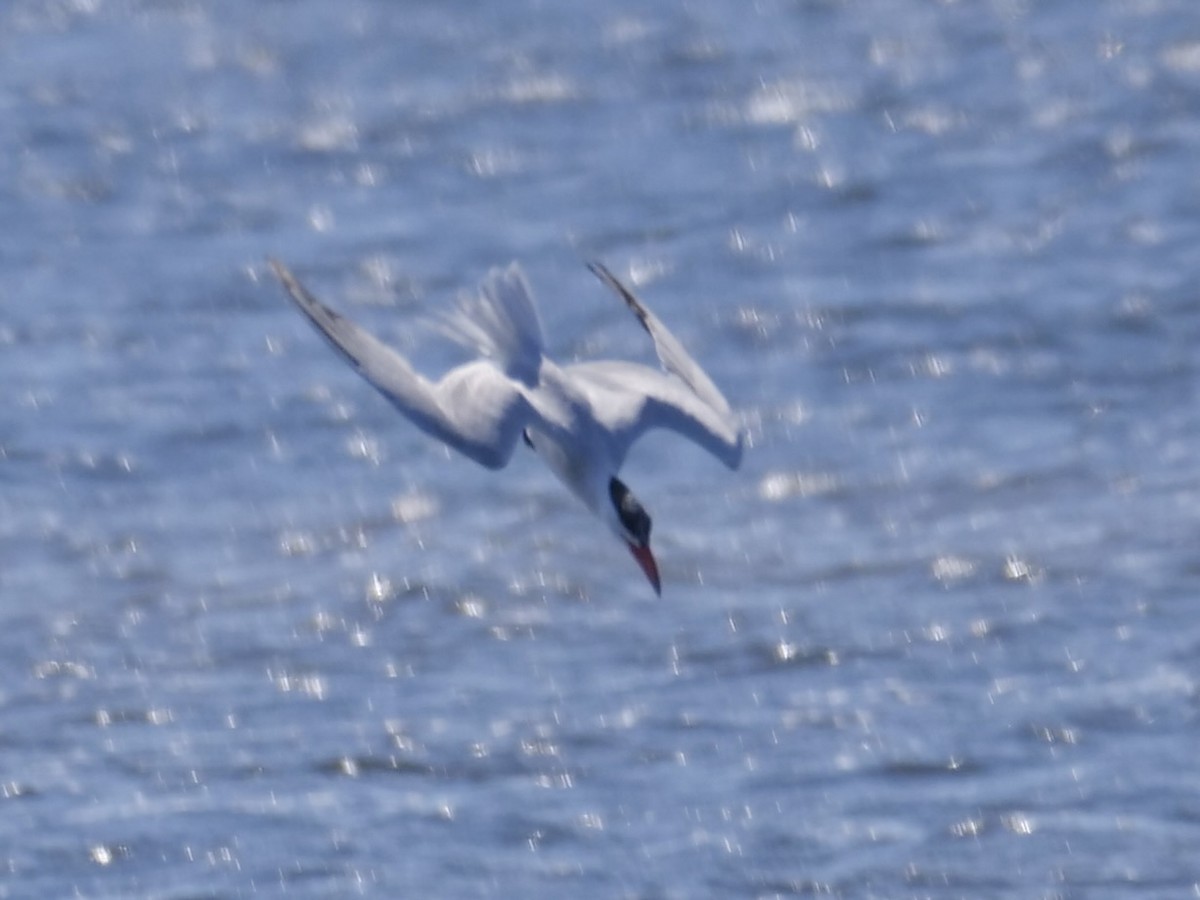 Caspian Tern - ML523528951