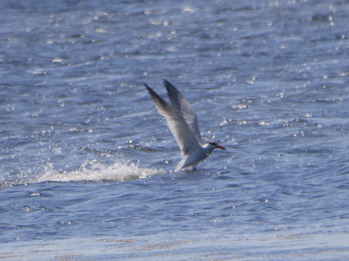 Caspian Tern - ML523528961