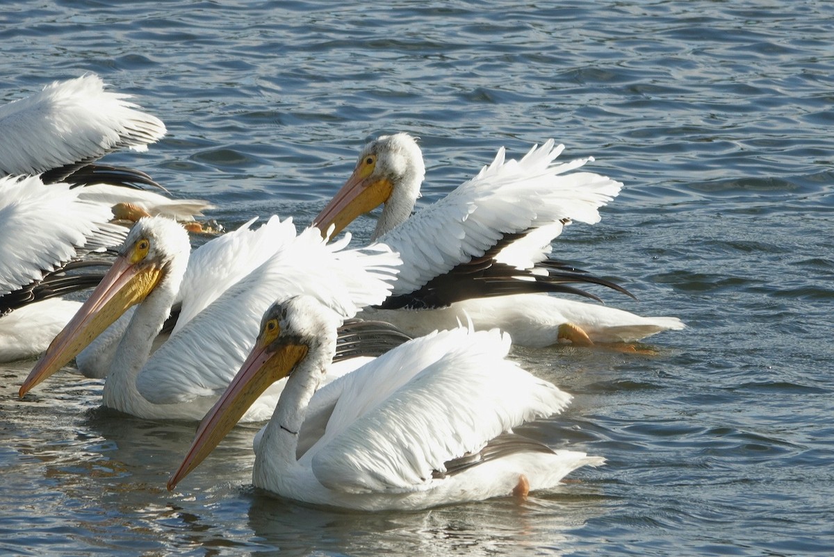 American White Pelican - deborah grimes