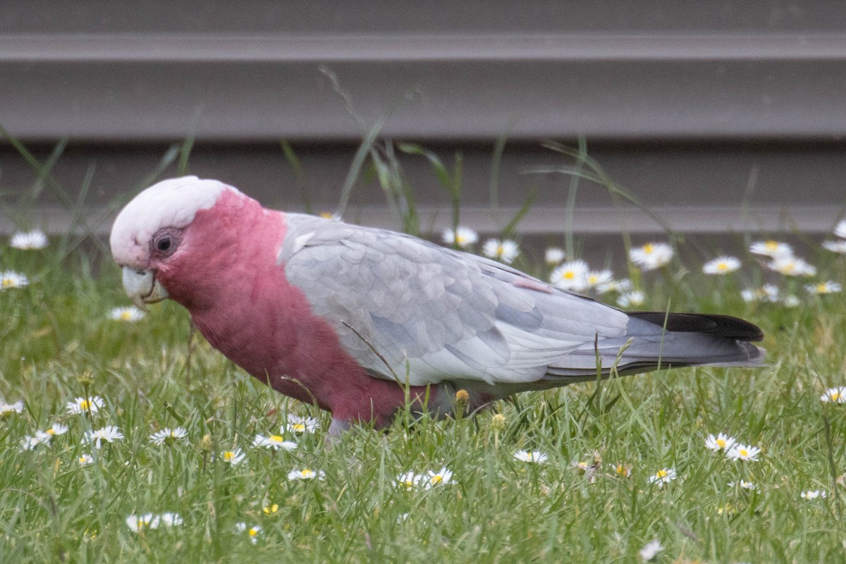 Cacatúa Galah - ML523530011