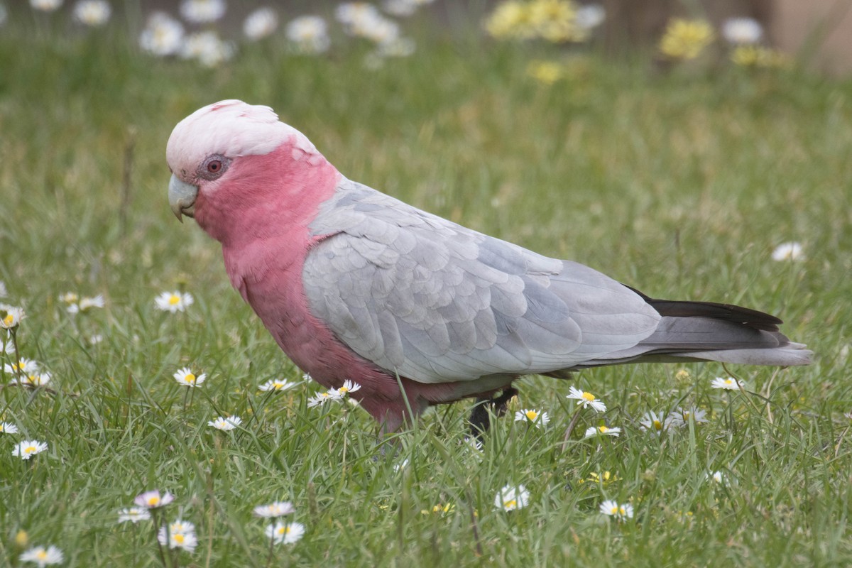 Cacatúa Galah - ML523530021