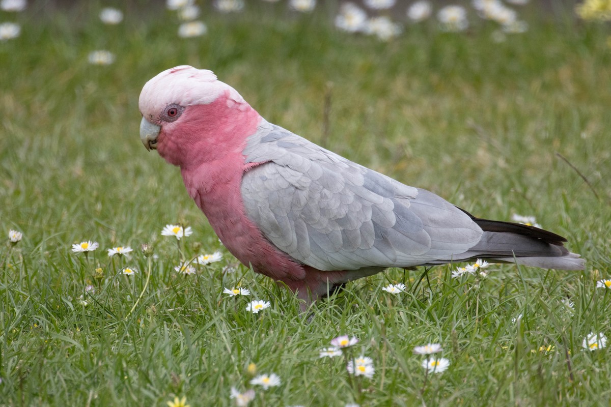 Cacatúa Galah - ML523530061