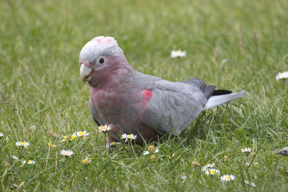 Cacatúa Galah - ML523530071