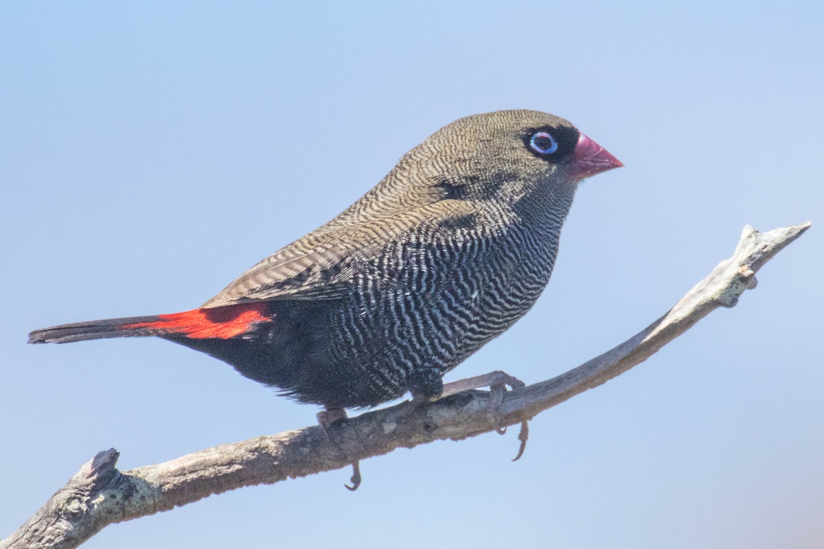 Beautiful Firetail - ML523530911