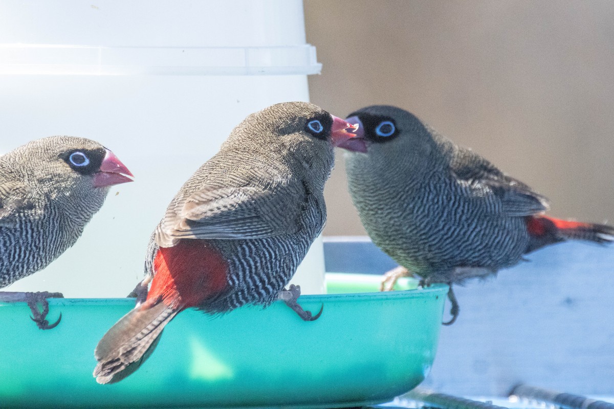 Beautiful Firetail - ML523530921