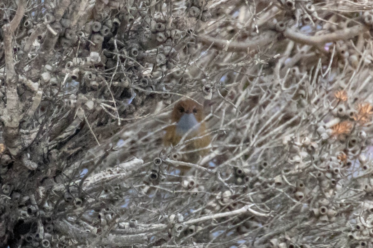 Southern Emuwren - ML523531141