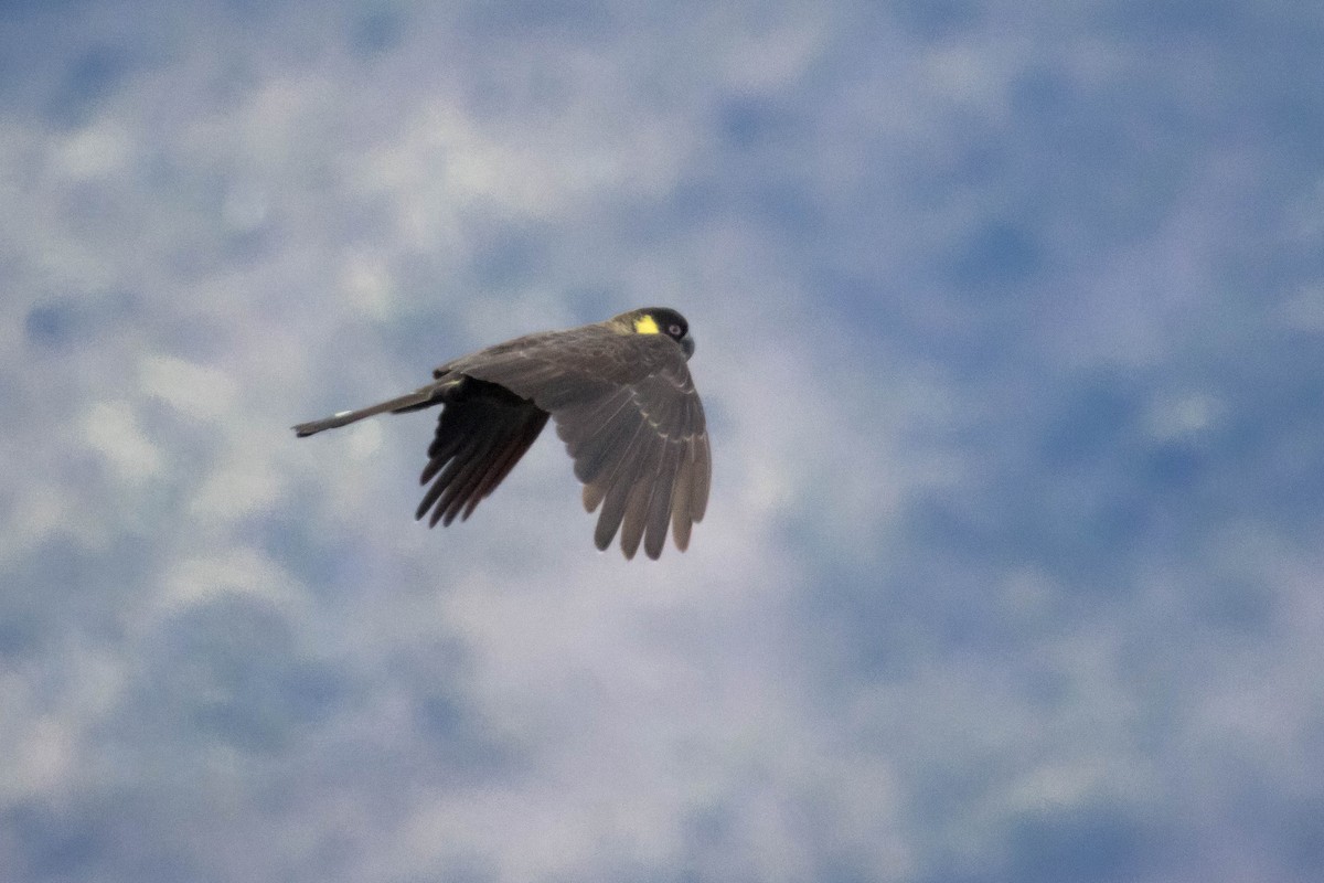Yellow-tailed Black-Cockatoo - ML523531201