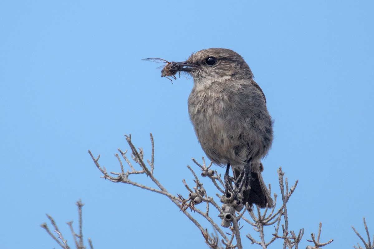 Dusky Robin - ML523531261