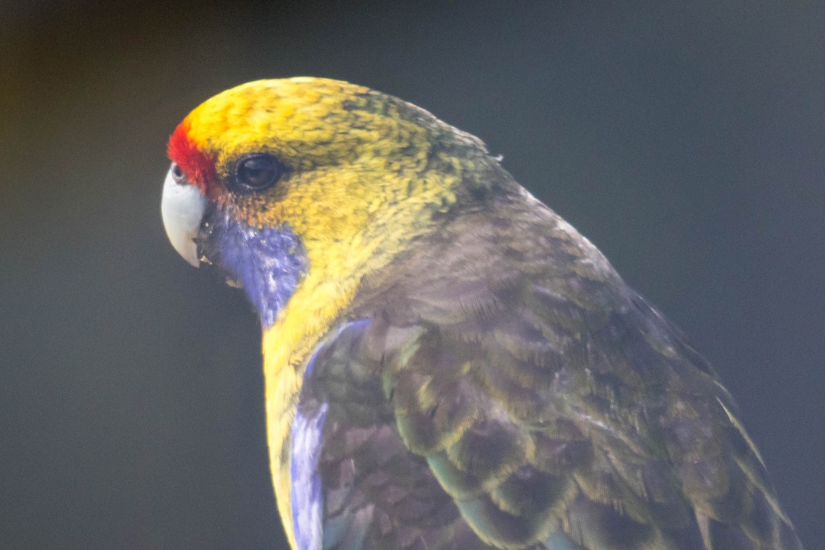 Green Rosella - ML523531351