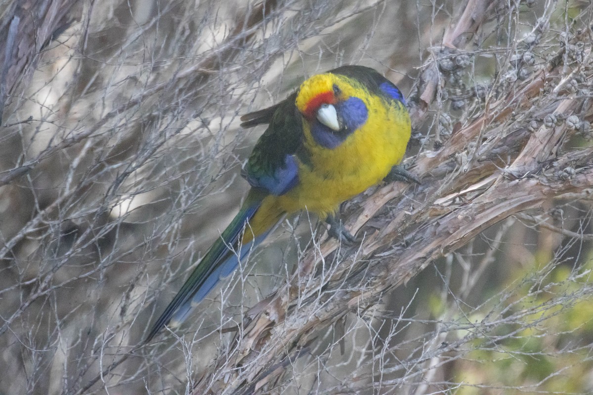 Green Rosella - ML523531361