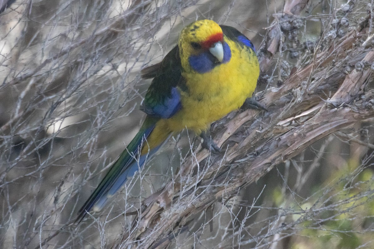 Green Rosella - ML523531391