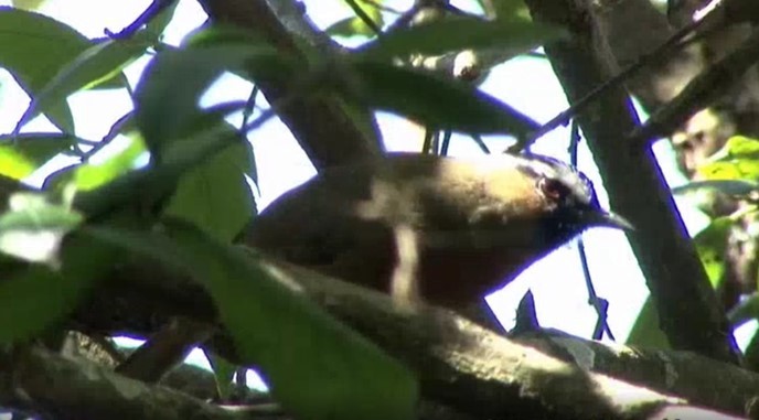 Nilgiri Laughingthrush - ML523531511