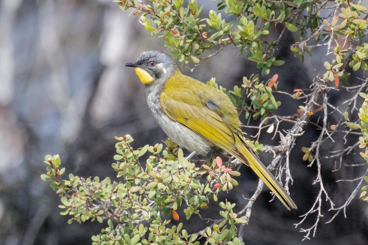 Yellow-throated Honeyeater - ML523531581