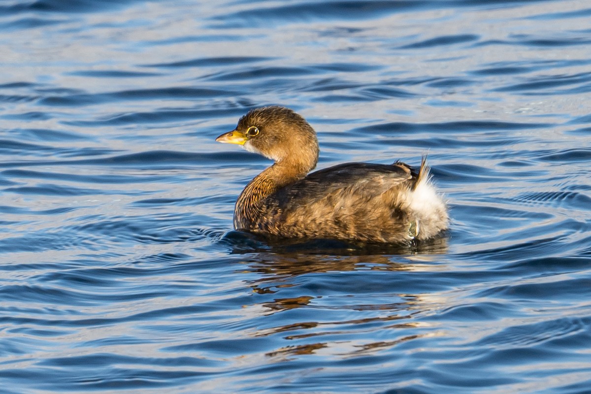 Pied-billed Grebe - ML523531801