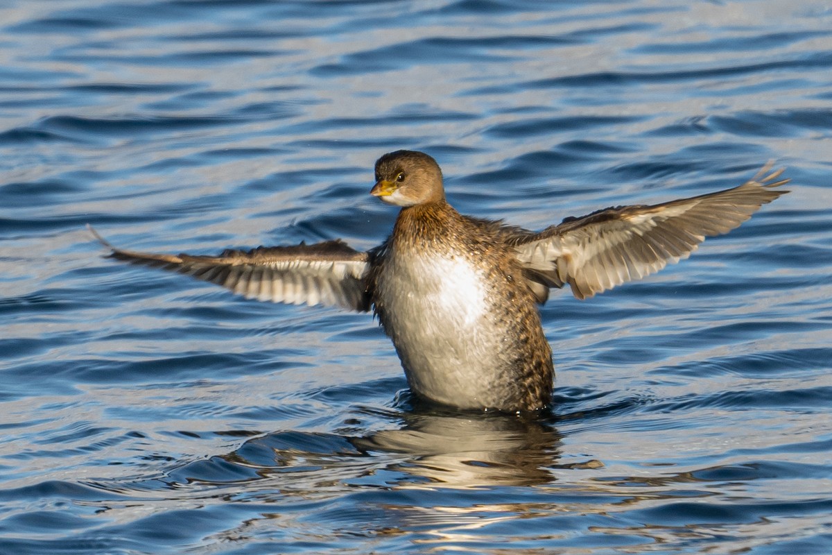 Pied-billed Grebe - ML523531851