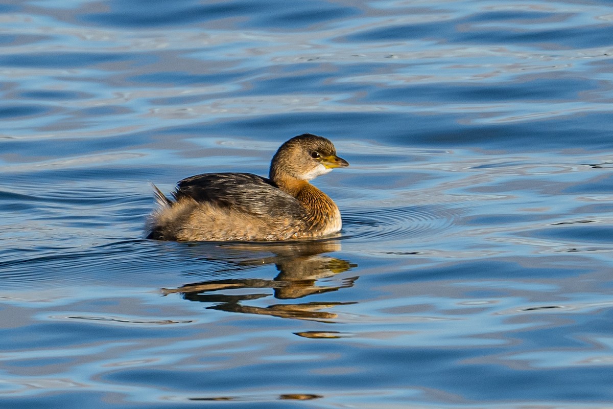 Pied-billed Grebe - ML523531881