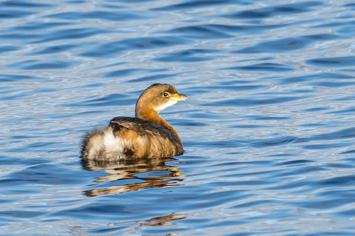 Pied-billed Grebe - ML523531891